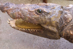 victorian crocodile after