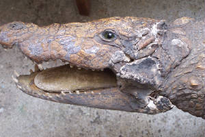 victorian crocodile before