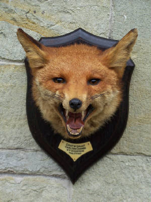 rowland ward fox mask after restoration