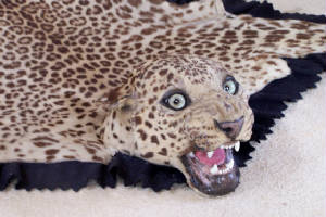 van ingen leopard rug after