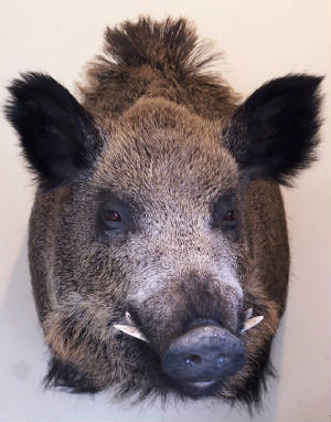 wild boar shoulder mount