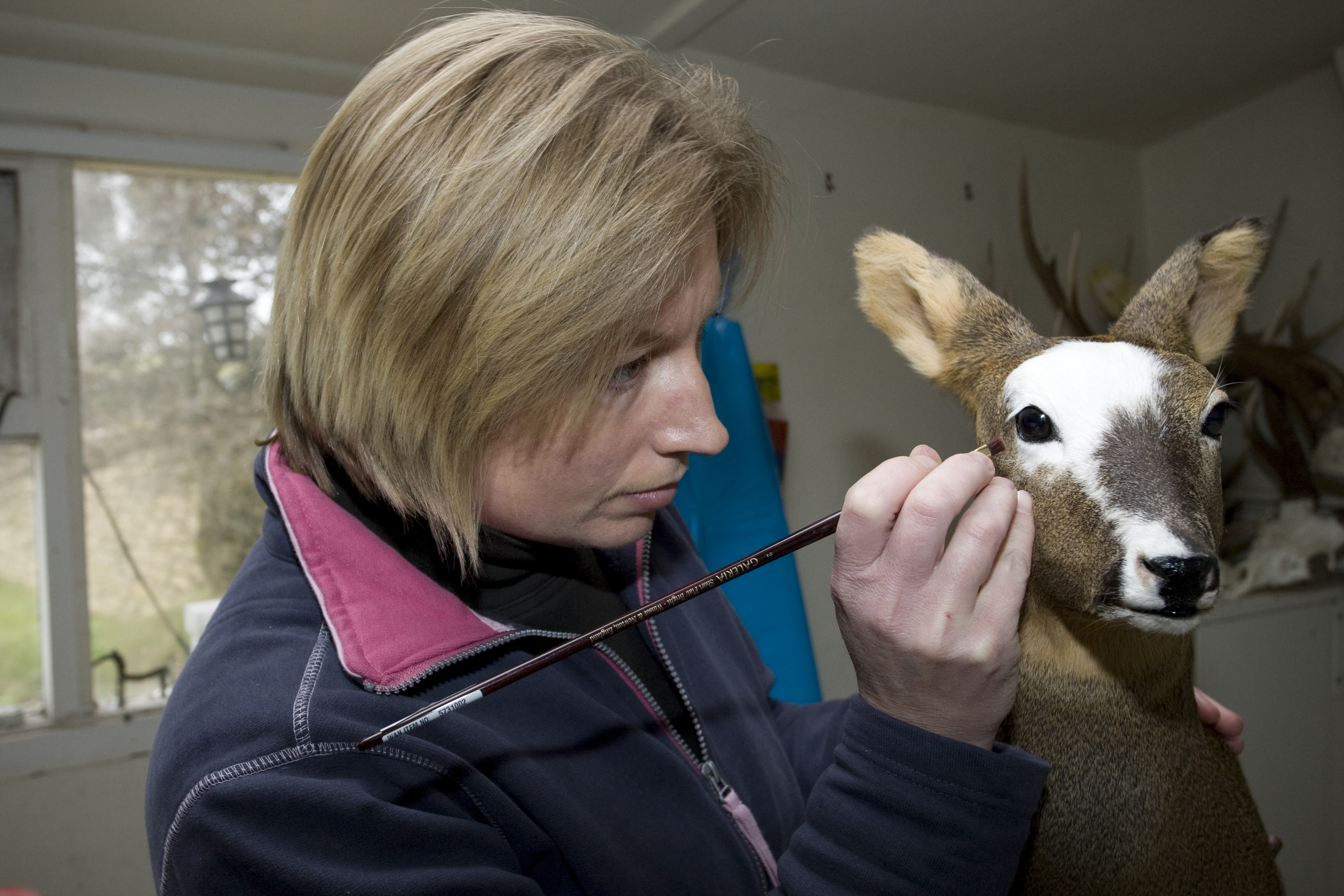 claire working on a rare piebald roe doe